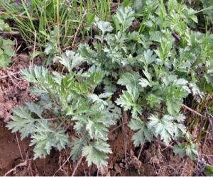 Lucid Dream Garden Plant #1- Mugwort