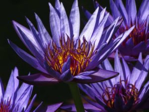 blue lotus nymphaea caerulea