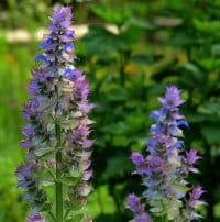 CLARY SAGE