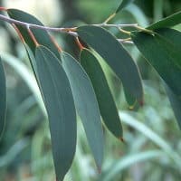 EUCALYPTUS