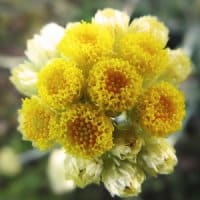 HELICHRYSUM