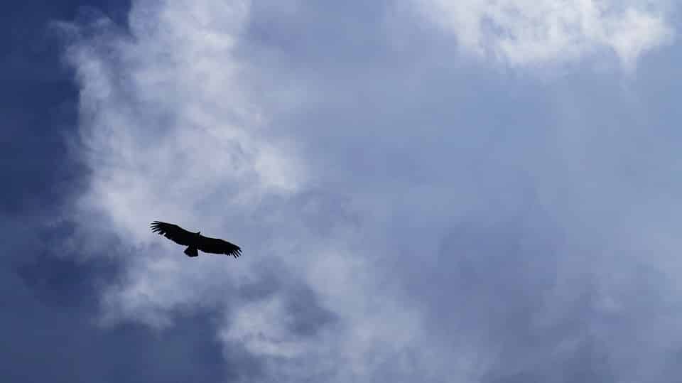 sky-burial-nature-death