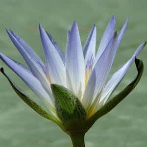 Lotus Essential Oil