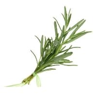 Rosemary