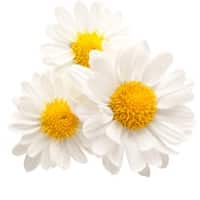 Chamomile