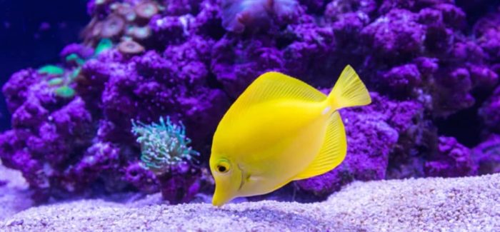 Best Gemstones To Add To Your Aquarium