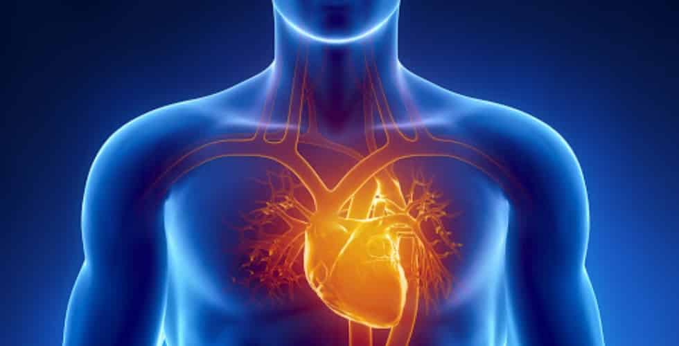 The Vast Cardiovascular Benefits of Nitric Oxide