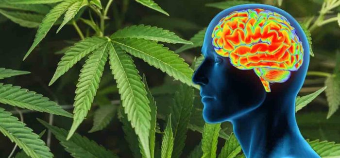 CBD Effects On Your Brain