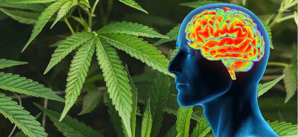 CBD Effects On Your Brain: What Do The Researchers Say?