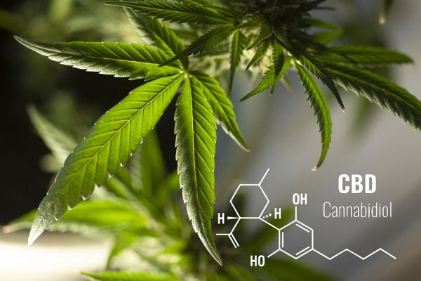 CBD Effects On Your Brain